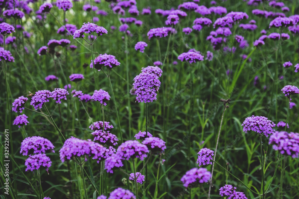 Heliotrope Marine - Latin name - Heliotropium arborescens Marine in the garden