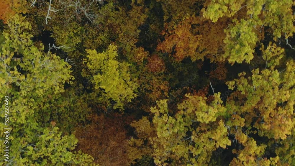 Tree with colorful foliage. The view from the height of bird flight on an autumn colored forest, fabulous landscape Tree with colorful foliage. The view from the height of bird flight on an autumn colored forest, fabulous landscape