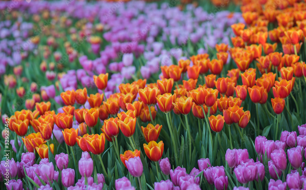 colorful tulips in the garden