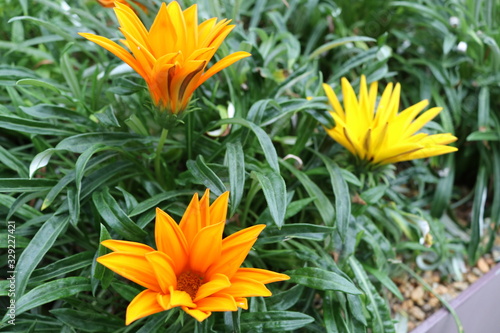 orange flower contrast with green leaf