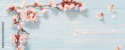 pink cherry flowers on wooden background