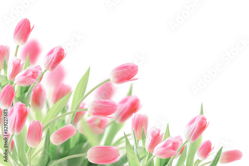 pink tulips isolated on white background