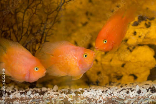 three fish in an aquarium