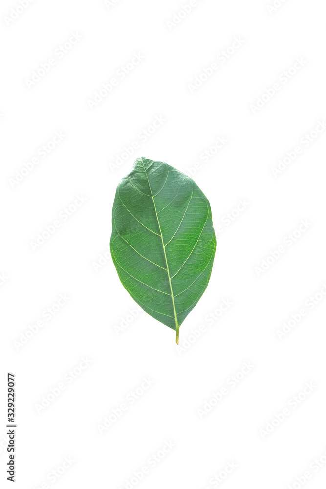 Isolated leaves on the white background.Jack leave,fresh leaves. Isolated leaves on the white background.Jack leave,fresh leaves.