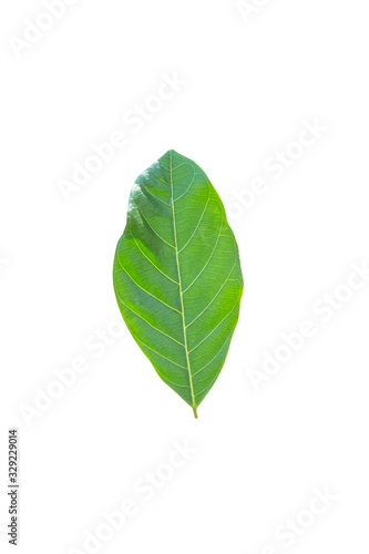 Isolated leaves on the white background.Jack leave,fresh leaves.