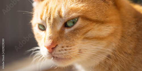 Cute ginger cat with green eyes. Pet portrait outdoor.