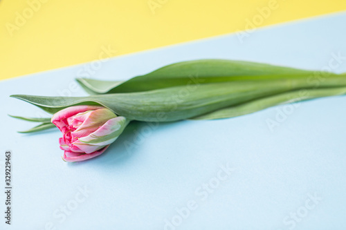 Beautiful pink tulips on multicolored paper backgrounds with copy space. Spring  summer  flowers  color concept  women s day