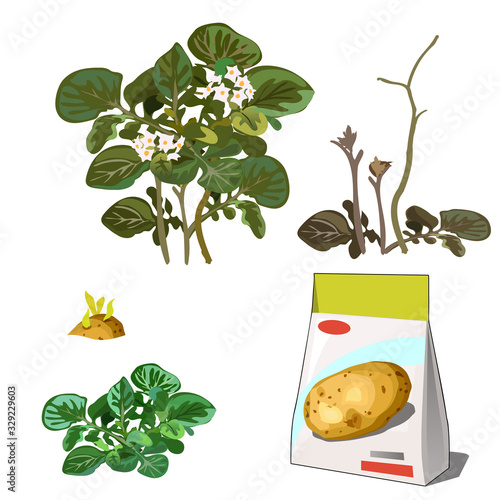 Set of stages of life of a agricultural plant potatoes isolated on white background. Paper packaging for storage of seeds. Vector cartoon close-up illustration.