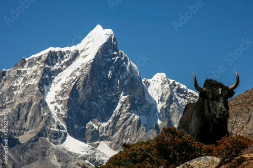 yak on the Everest trail in Nepal