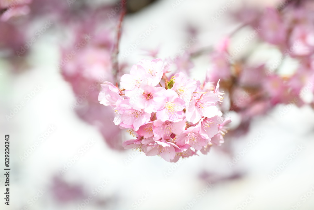 河津桜