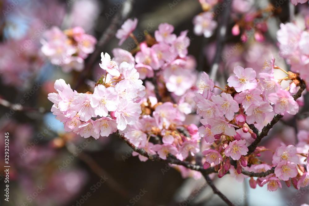 河津桜