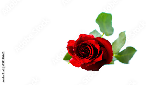 Red rose on a white background. A beautiful romantic flower  a symbol of love. Space for your text. isolate.