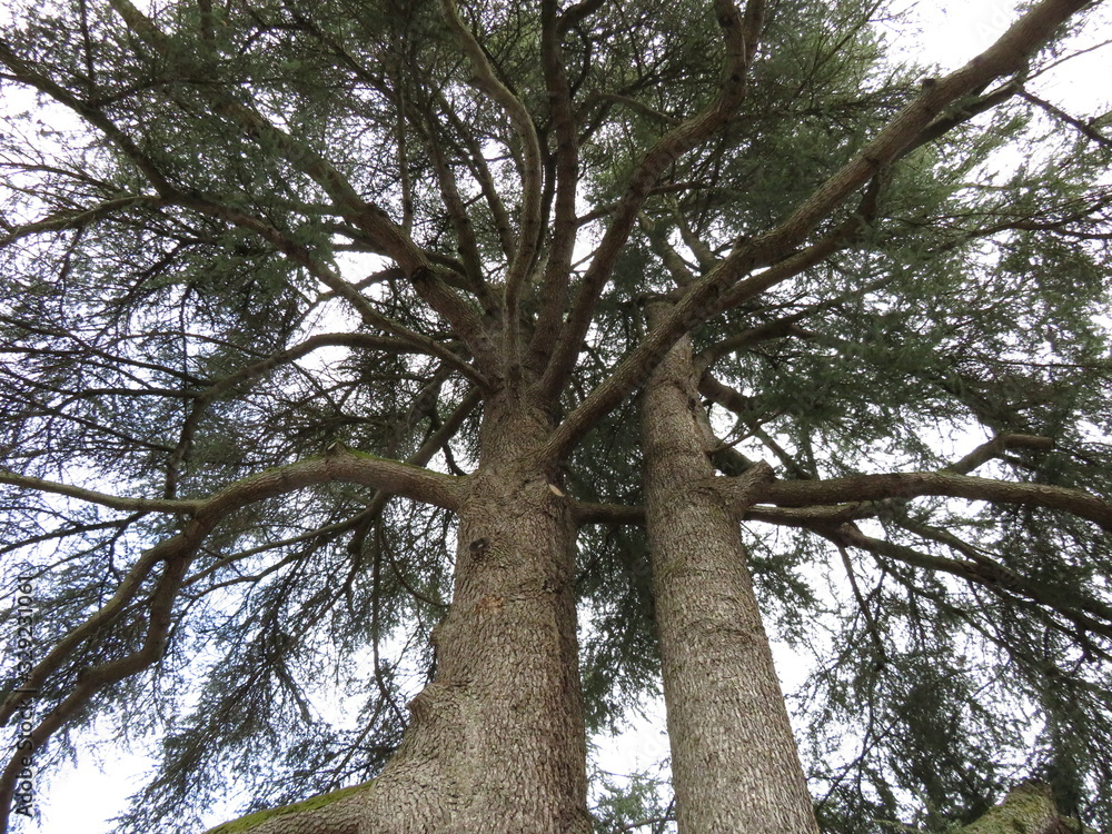 Naklejka premium tree on a background of blue sky