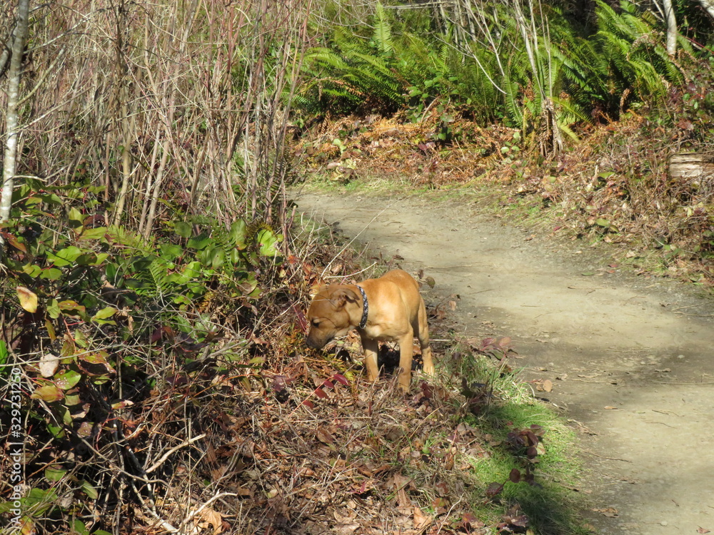 dog in the forest dog in the forest