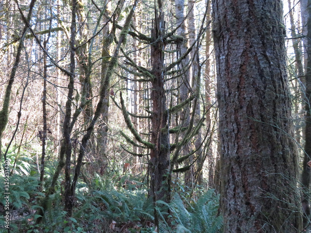 Fototapeta premium trees in the forest