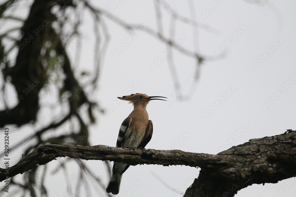 Fototapeta premium Common Hoopoe