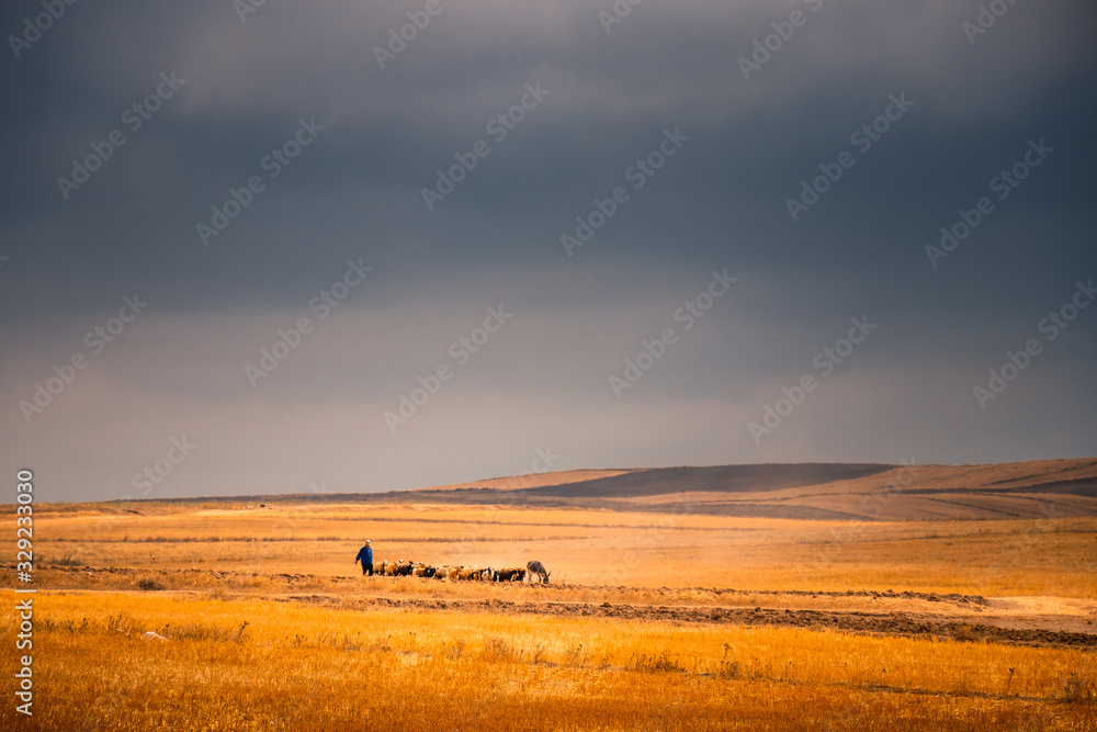 Obraz premium Flock of sheep with shepherd in an amazing landscape in a moody day in countryside with super colorful sky and clouds.