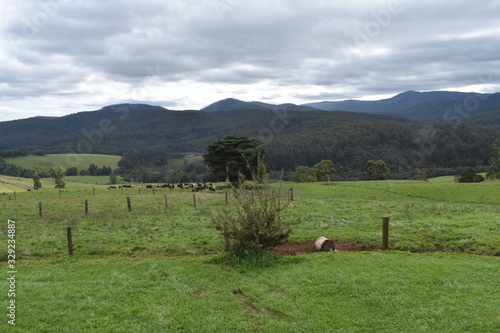 green pastures near noojee photo