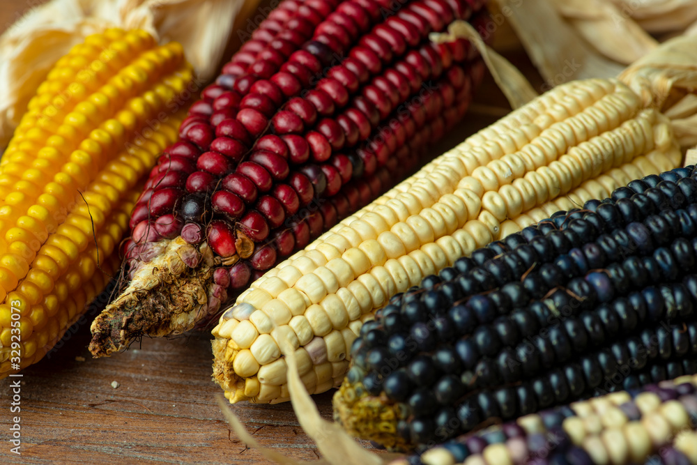 elotes maiz mazorca choclo Stock Photo Adobe Stock