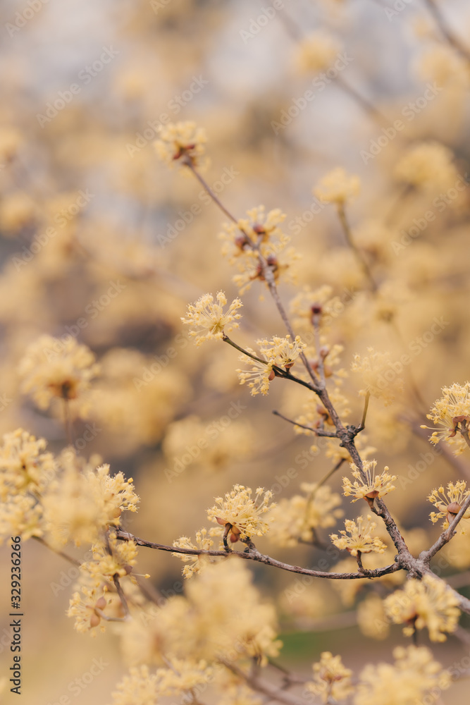 Sansuyu flowers, knwon as Japanese cornlian cherry Sansuyu flowers, knwon as Japanese cornlian cherry