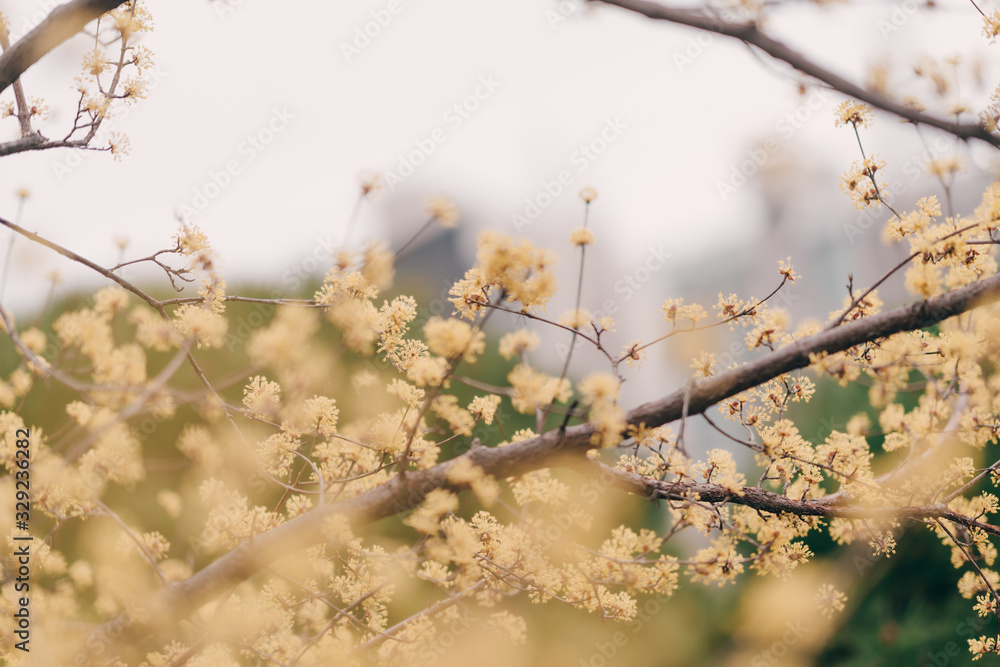 yellow flower, Japanese cornel dogwood