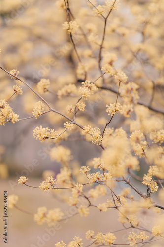 Beautiful Japanese cornlian  cherry blossom © 주혁 박