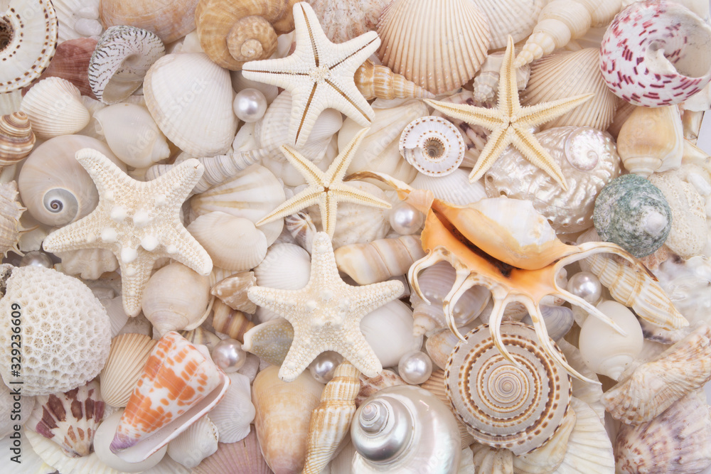 Seashells, pearls and starfishes as background Seashells, pearls and starfishes as background