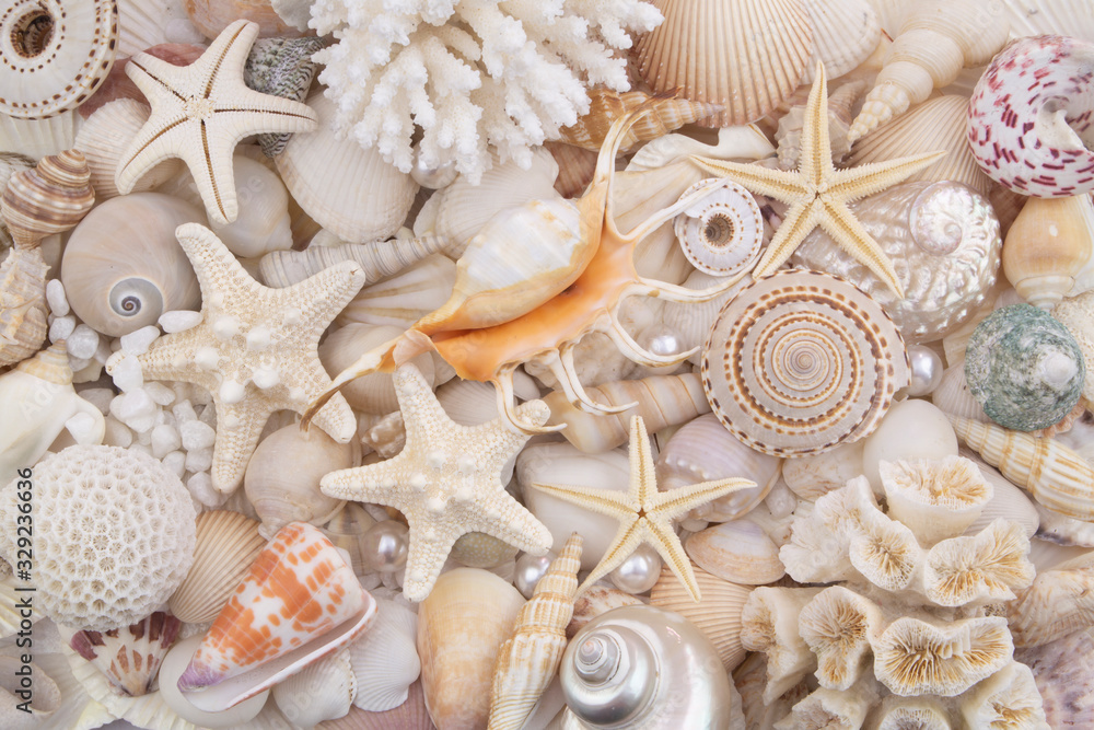 Seashells, pearls and starfishes as background Seashells, pearls and starfishes as background
