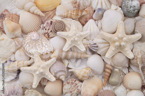 Seashells texture, many amazing seashells and starfishes mixed