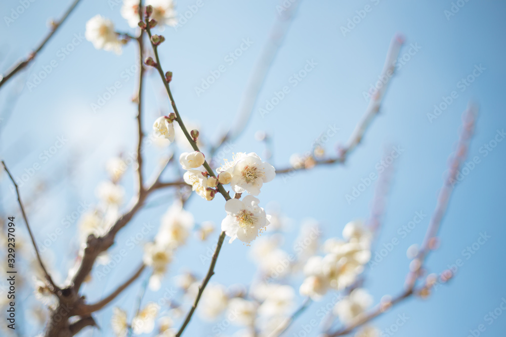 白梅　青空