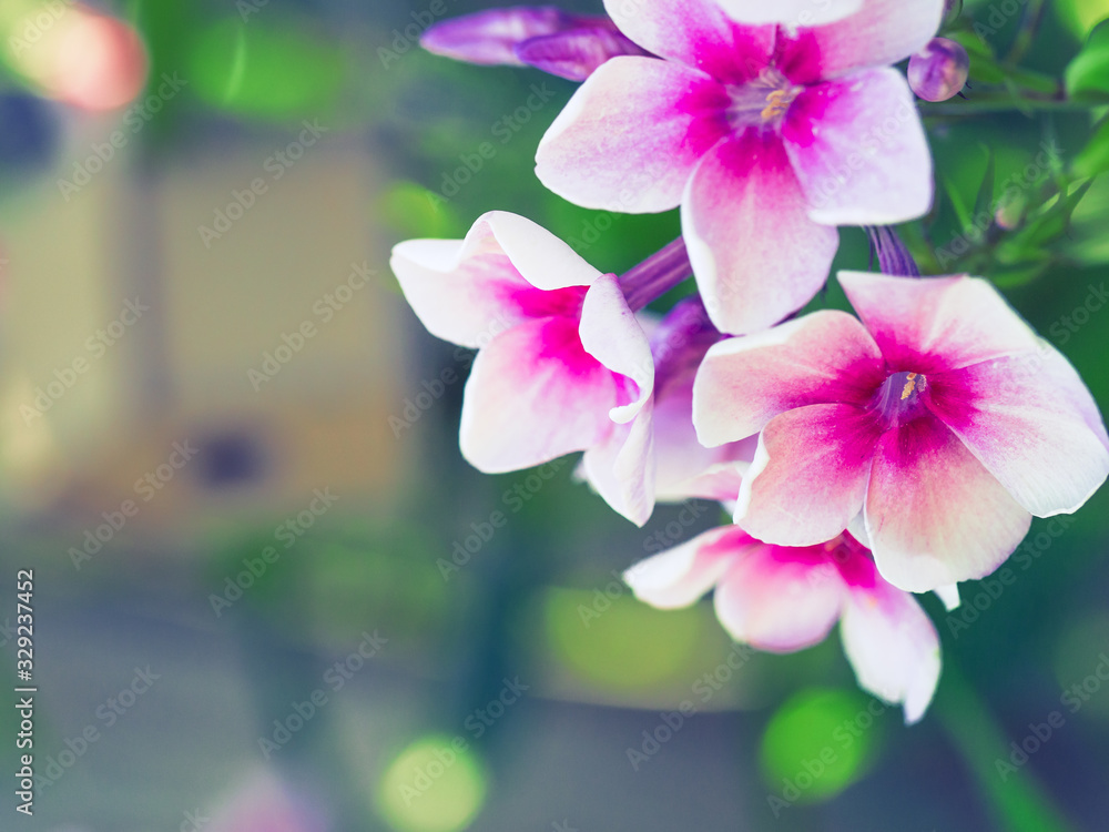 Pink phlox flowers blooming in the garden. Pink phlox flowers blooming in the garden.