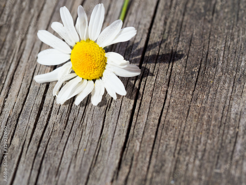 Obraz premium White daisy flower on rustic weathered wooden table