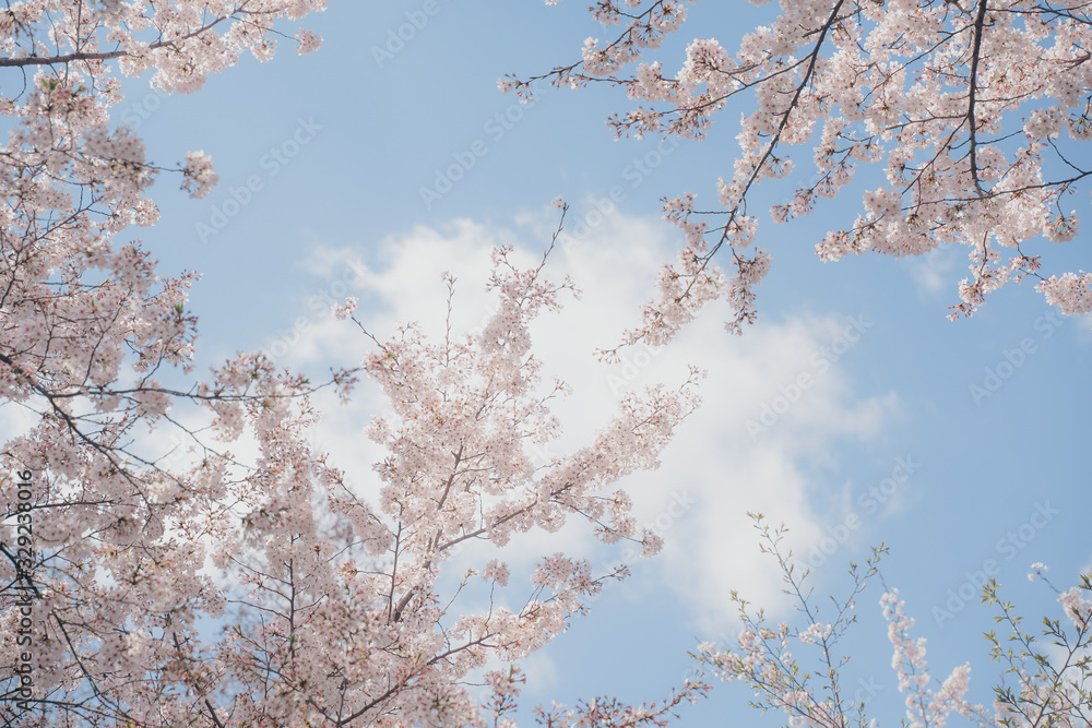 Beautiful cherry blossom in spring