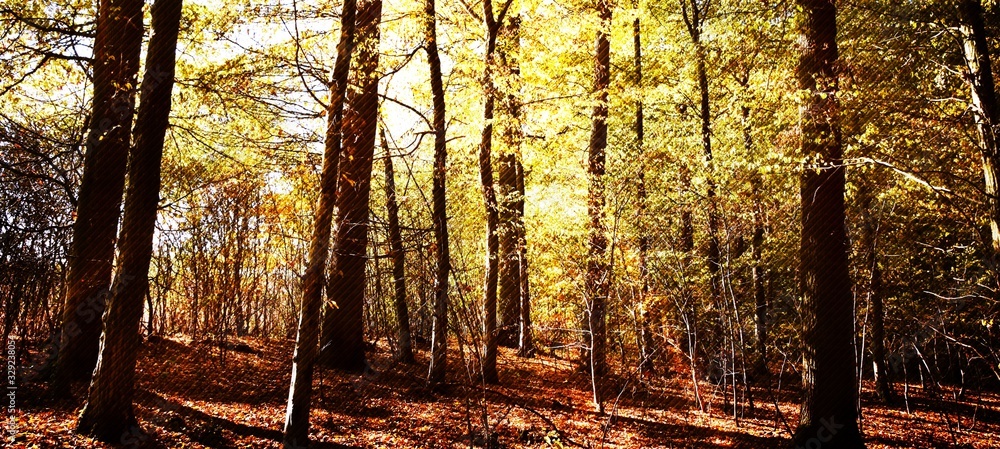 Obraz premium Close up of Autumn colored beech trees in the sunlight
