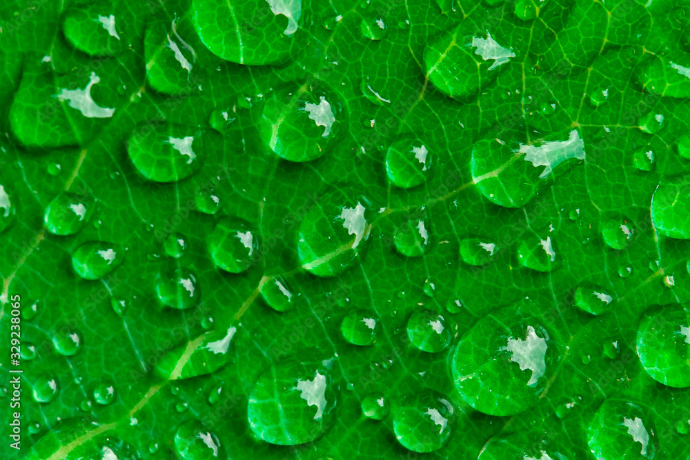 Drops of water on a green background. Raindrops on a green leaf of a tree.