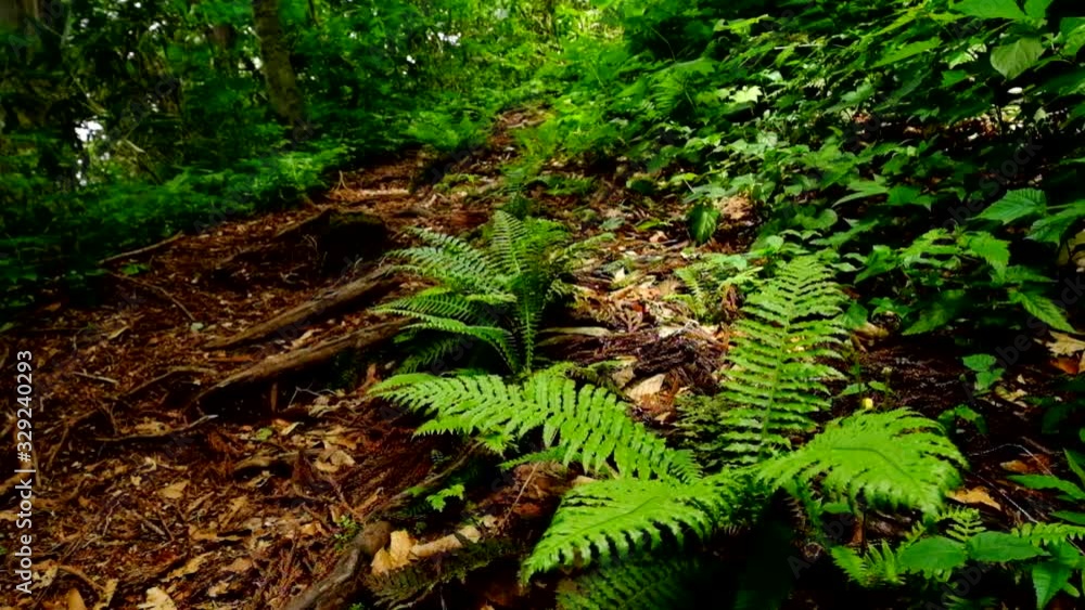 森の中遊歩道脇のシダ植物が揺れる 森の中遊歩道脇のシダ植物が揺れる