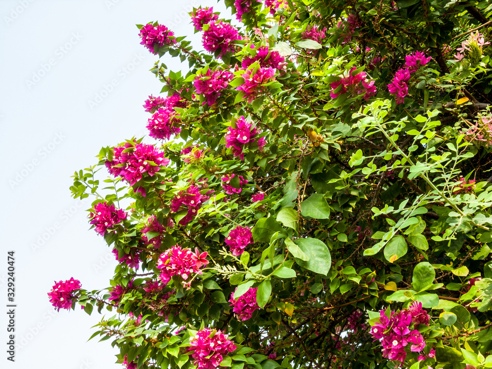 Pink Bougainvillea flower on white background Pink Bougainvillea flower on white background