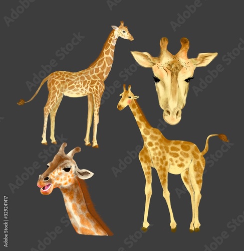 Fototapeta Naklejka Na Ścianę i Meble -  Giraffe illustration