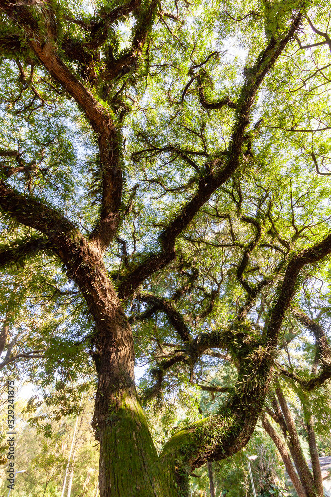 Fototapeta premium Trees in Ibirapuera Park in San Paulo Brazil in the beginning of February