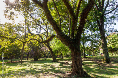 Trees in Ibirapuera Park in San Paulo Brazil in the beginning of February
