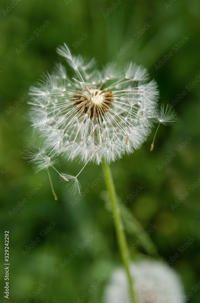Fototapeta premium Beautiful dandelion flower with flying feathers on green background. 