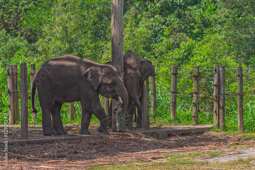 The smallest  Borneo Pygmies elephants in the Lok Kawi Wildlife Park.