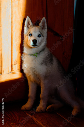 Siberian beautiful husky puppy, portrait at home. © Niko_Dali