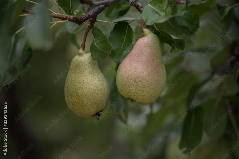 Pear tree, branch with fruits and green leaves. Shallow depth of focus, bokeh. Pear tree, branch with fruits and green leaves. Shallow depth of focus, bokeh.