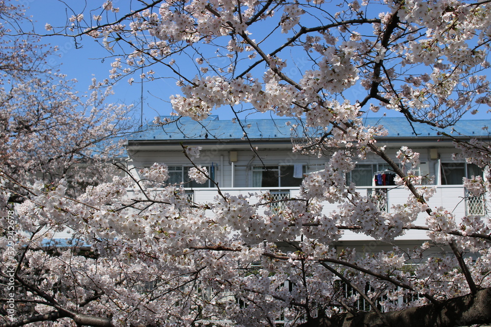 sakura in spring