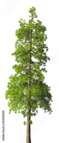 Fotografia Evergreen tall coniferous pine tree on a white insulating background on high resolution