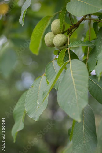 Wallpaper Mural Walnut tree, branch with fruits and green leaves. Shallow depth of field, soft focus, bokeh. Torontodigital.ca