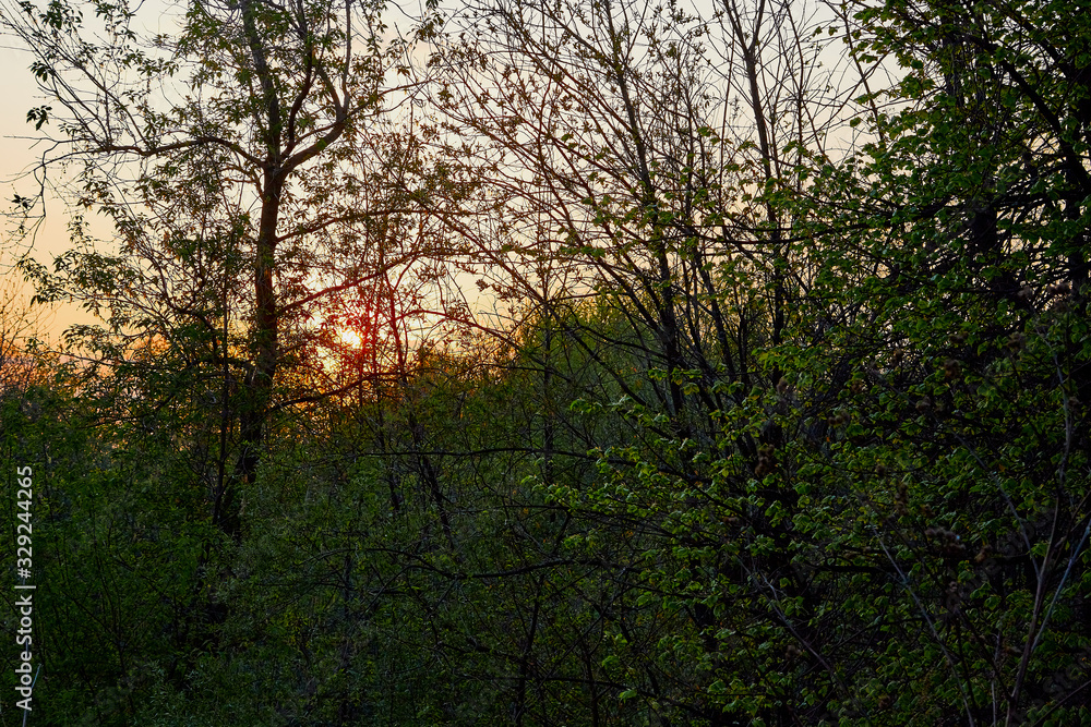 Obraz premium Landscape with tree and yellow and red sunset through branch of tree in a spring evening