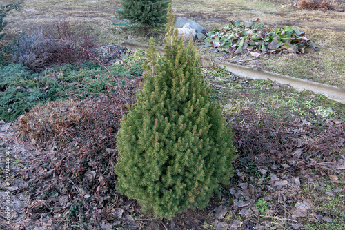 Picea glauca var. albertiana Conica growing in the rockery