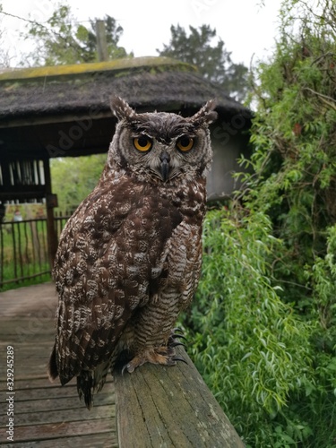 great grey owl